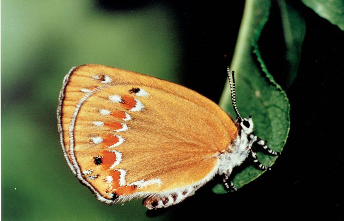 Cinema e Razão Ecológica