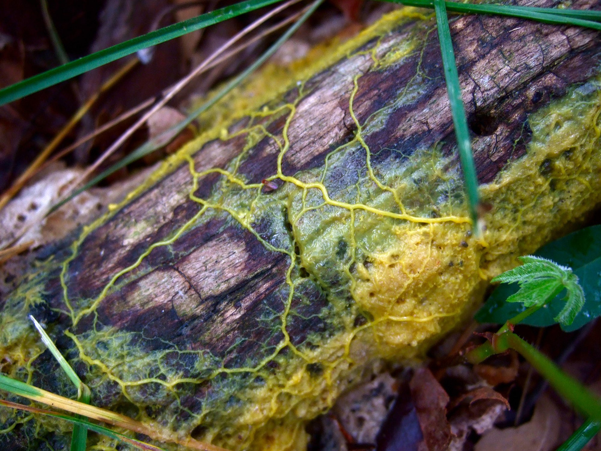 Blob (Physarum polycephalum), 2011