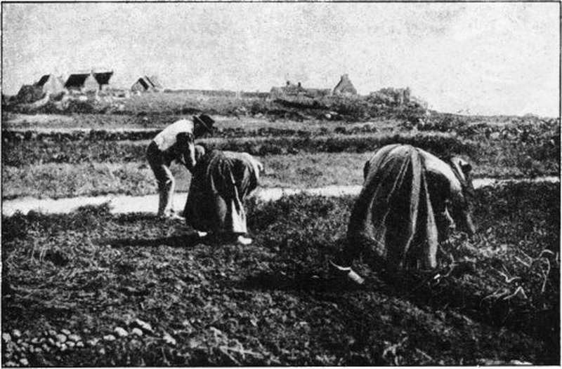 Planta&ccedil;&atilde;o de batatas, Inglaterra