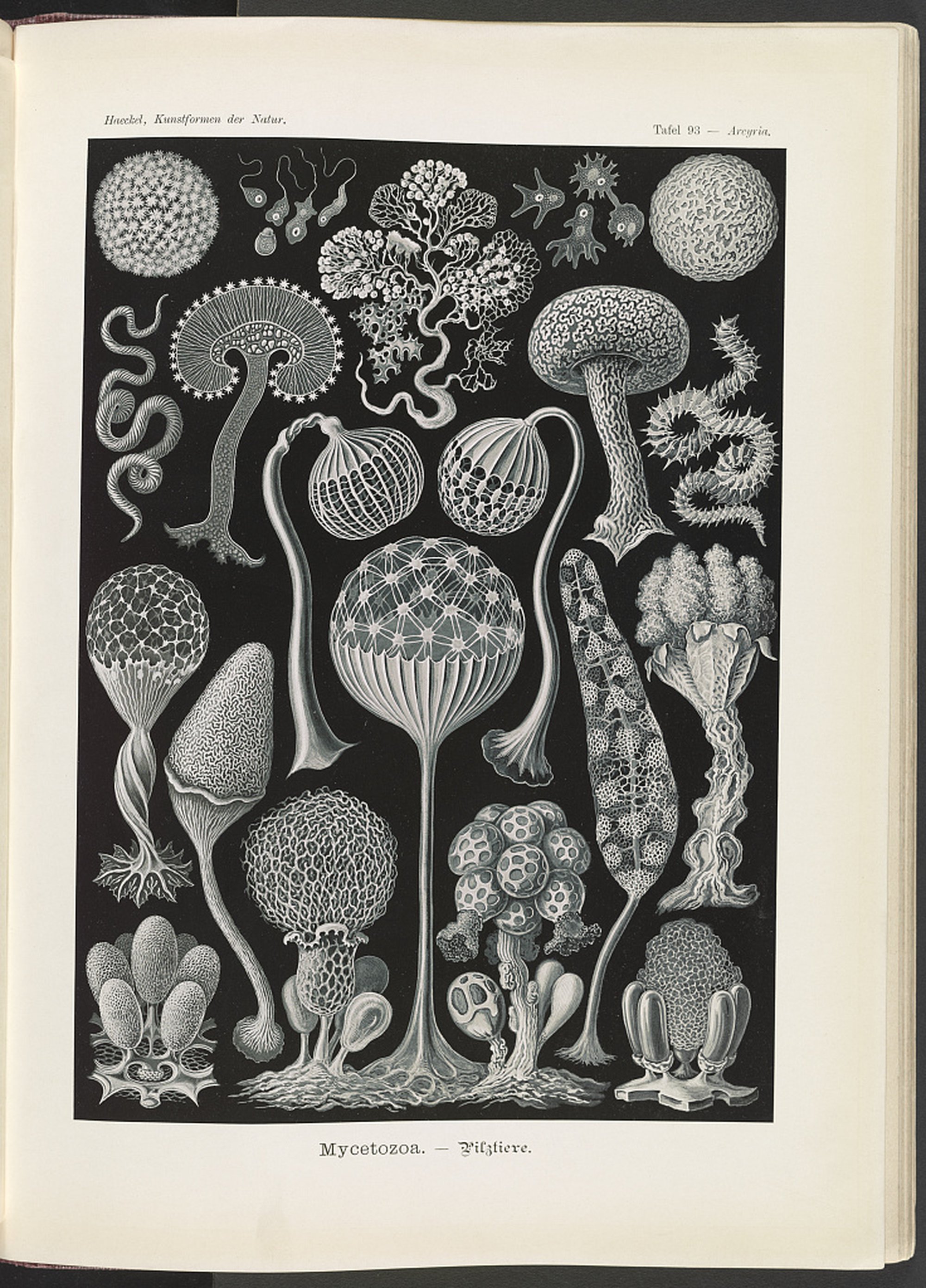 Ernst Haeckel, “Mycetozoa”, Kunstoformen der Natur, 1904