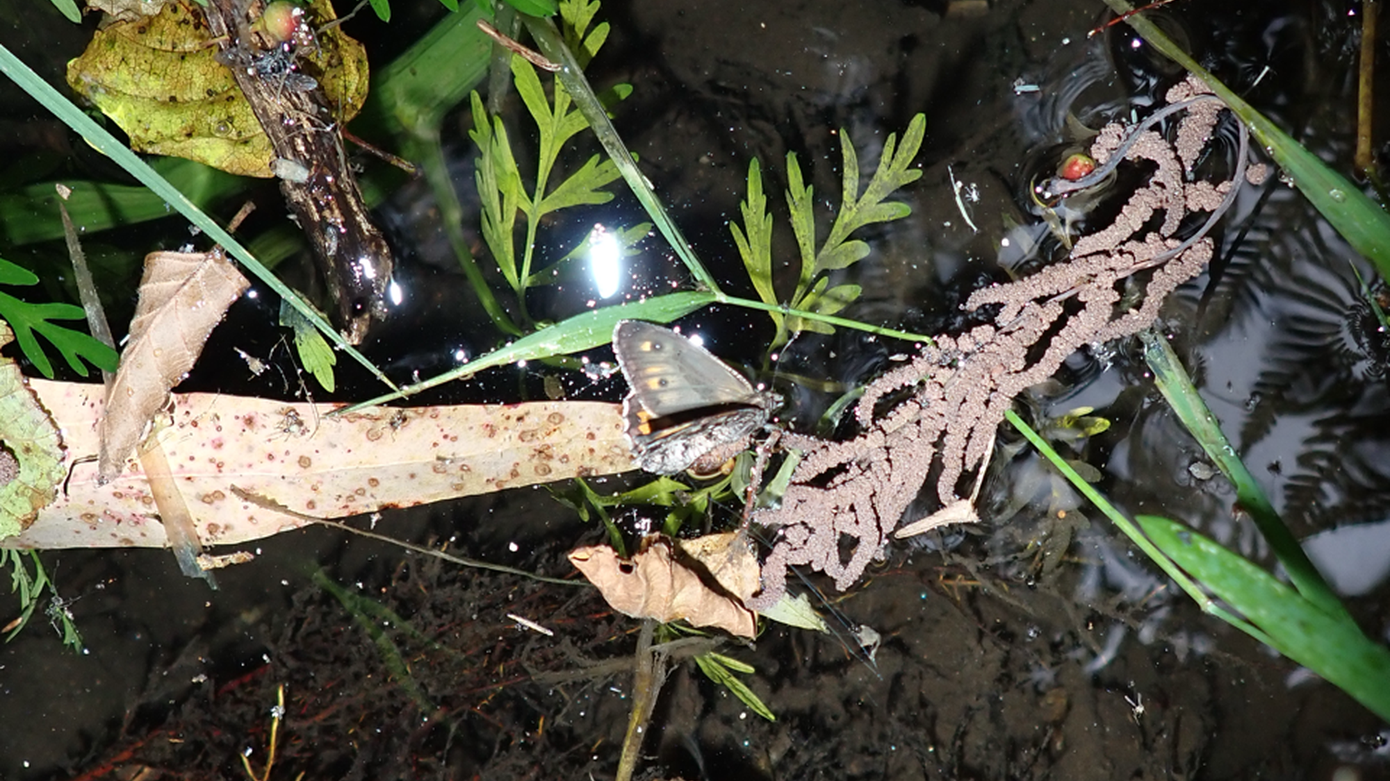 ENTRE A CRISE E A REGENERAÇÃO