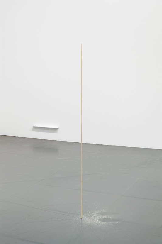 Cabeça, tronco e membros