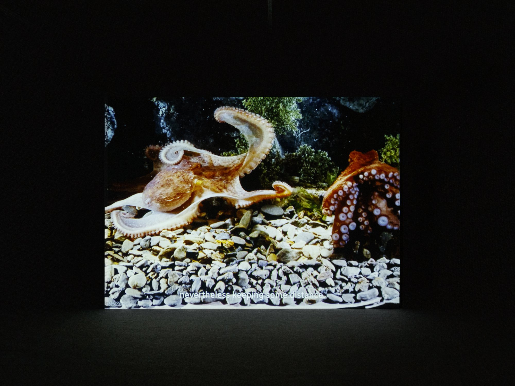 Vistas da exposição Jean Painlevé. © António Jorge Silva.