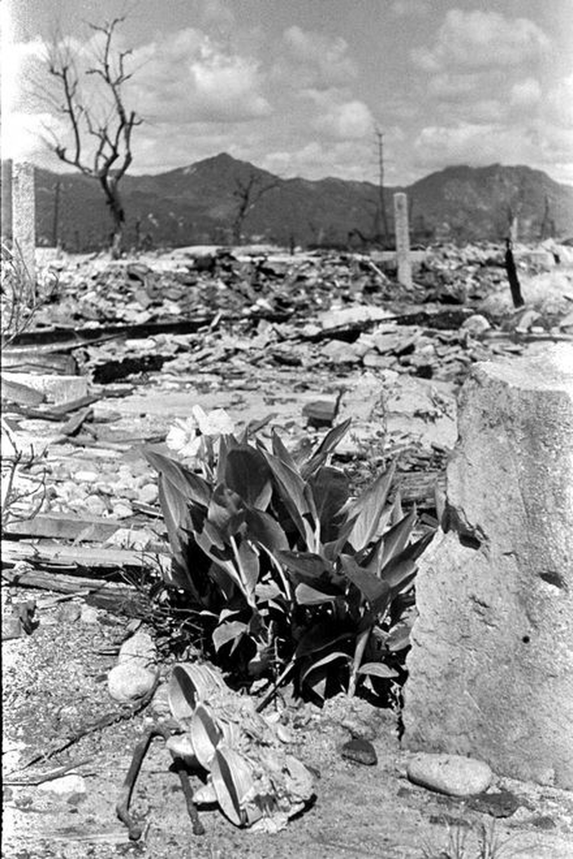 Eichii Matsumoto, Canáceas nas ruínas de Hiroshima, 1945 (Hiroshima Peace Memorial Museum)