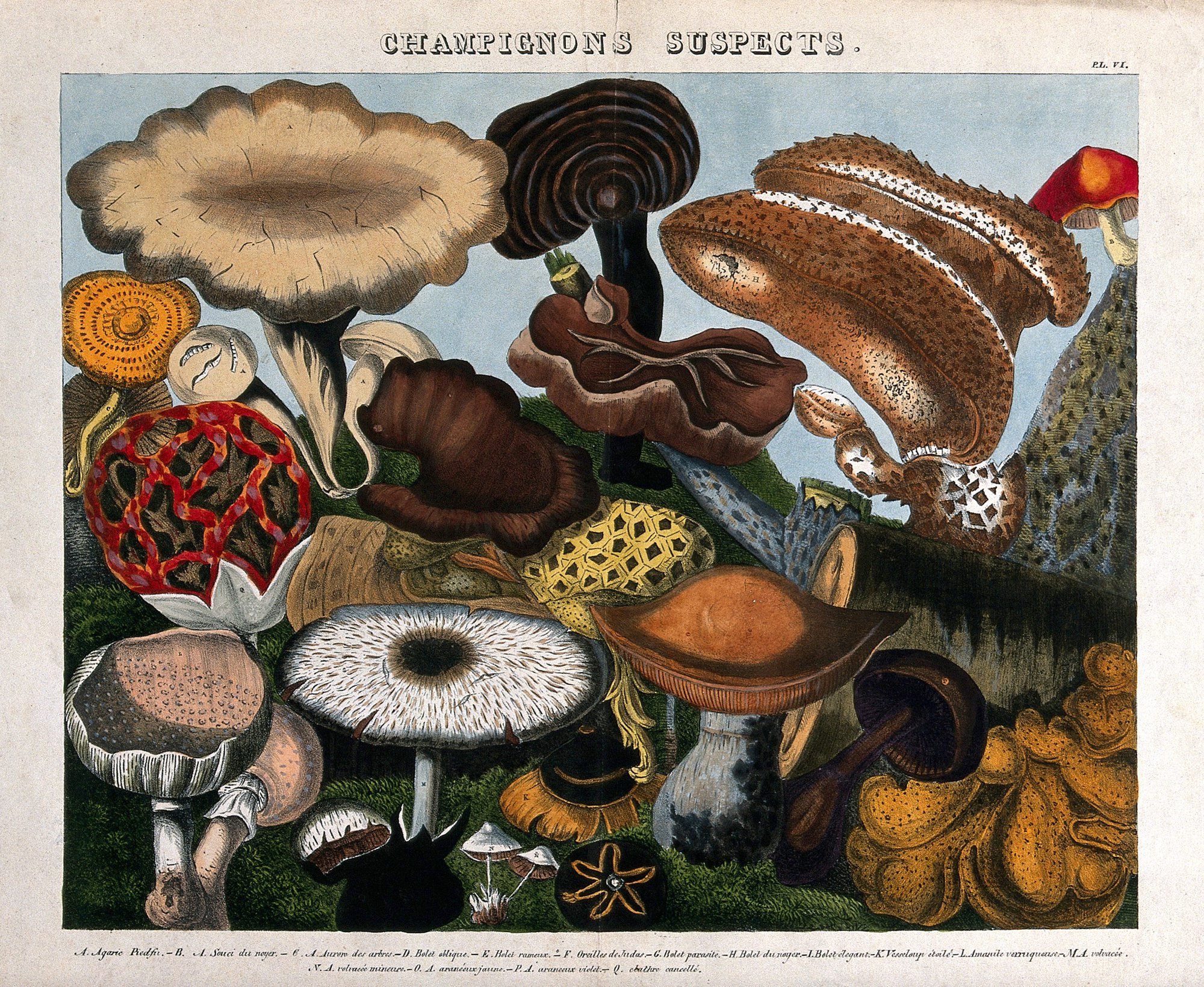 Auguste Cornillon, Champignons suspects, ca. 1827 (Welcome Collection)