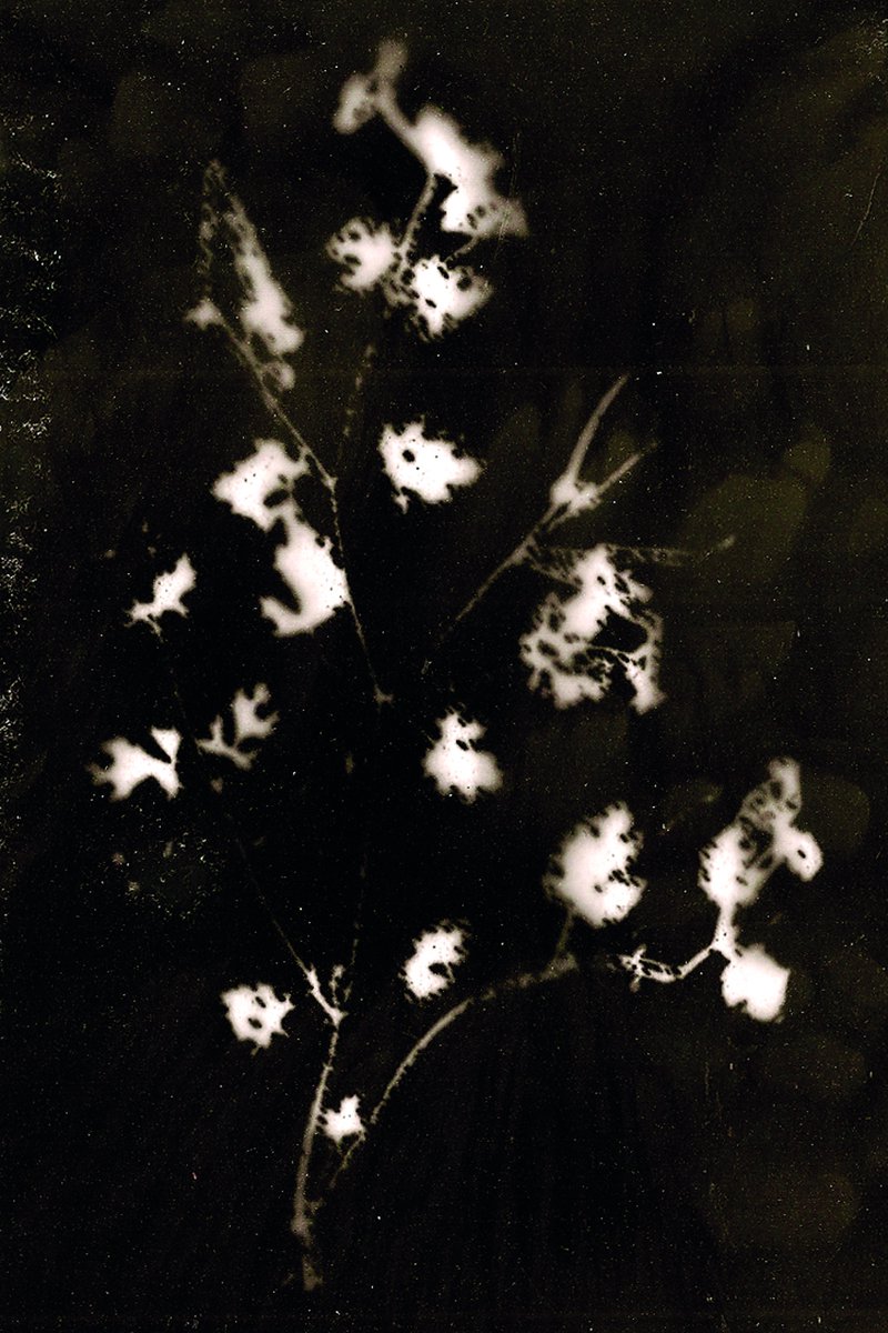 Geranium chinum<br />
Zona de exclus&atilde;o, Chernobyl, Ucr&acirc;nia