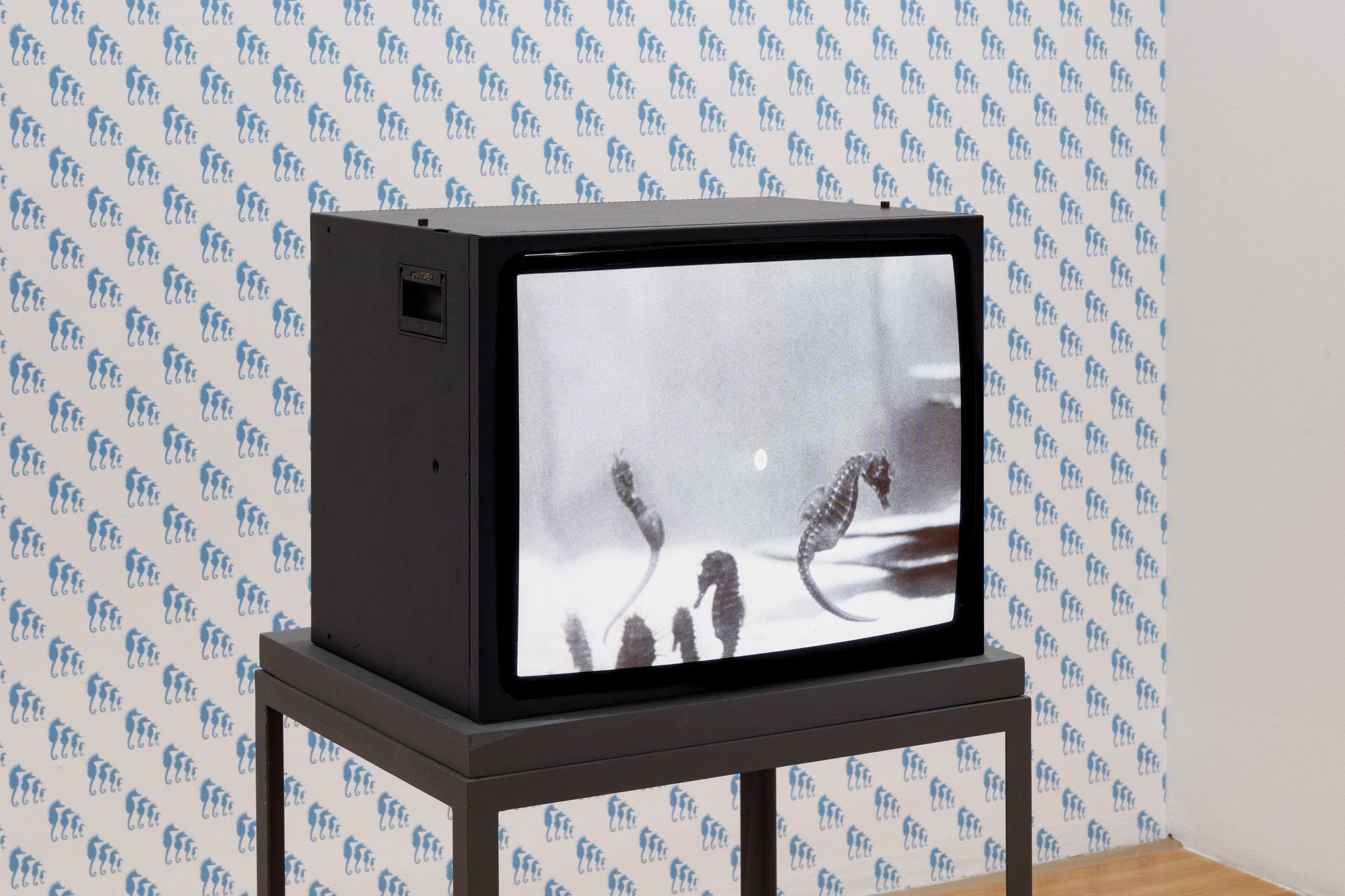 Vistas da exposição Jean Painlevé. © António Jorge Silva.