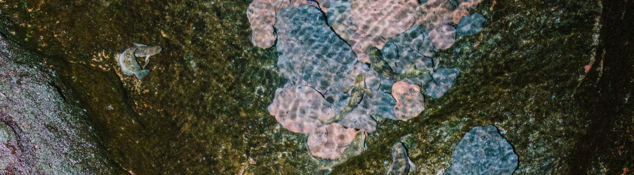 Water – Ecosystems in Coexistence