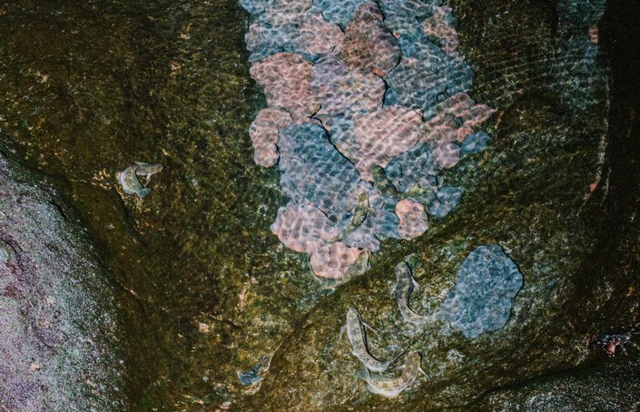 Água – Ecossistemas em Coexistência